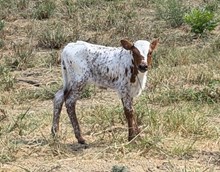 WL Rebel Mist Heifer Calf