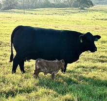 bull calf Rebel Bayou x Cool Hand Luke Chex