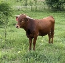 Blessed Bull