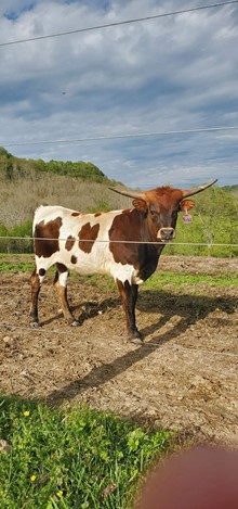 EL REBA