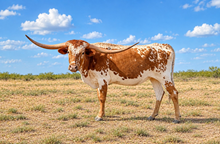 TX Red Hot WKB