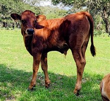 Tuff Times x Glitterbug bull