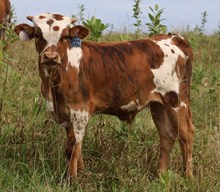 Span Tepal Bull Calf