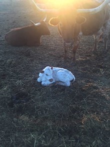 heifer15
