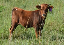 11R TEXAS ROCKETTE X TCR ICEMAN TAG 615