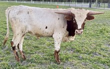 LBR Rodeo Man
