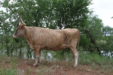 <strong>PD Rodeo Sweetheart</strong>