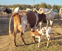 Rosabelle's 2025 Bull Calf