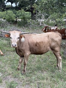 ERZ COMANCHE ROSE