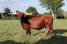 ECR HOUSTON'S RIO ROSITA