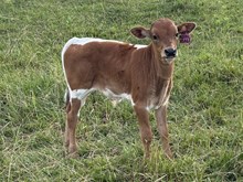Royal Visage Bull Calf