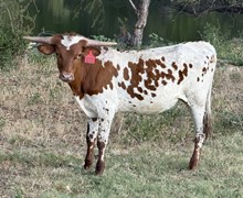 HLX Ruby Sue