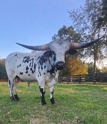 TC Rural Factor