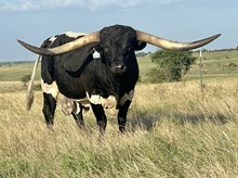 JH RURAL SAFARI SON