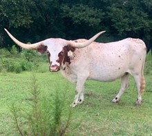 RUSTIC BLACKSTONE