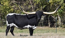 ML PAINTED SABLE