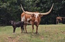 Sakura 2026 heifer