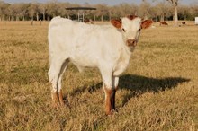 STEER BCR True Secret Weapon x Solid Ground BCR