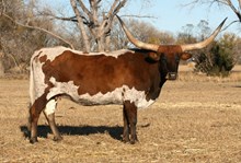 SEMISWEET MESQUITE