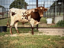 Serengeti BCR 533