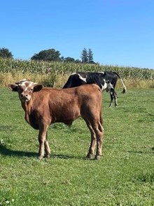 shadows bull