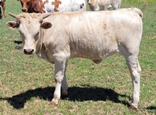 Cowgirl Named Sue CPL