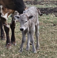 Shoelace 2026 bull calf