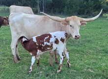 Skipjack Cowgirl CPL
