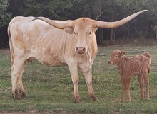 Skipjacks 2026 heifer