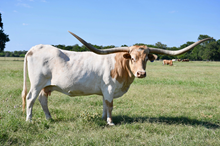 Embryo Slams Rose x Cowboy Up Chex