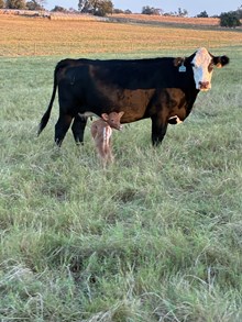 BCR POSIE 591