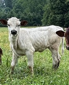 Snowblower x Cactus J Heifer