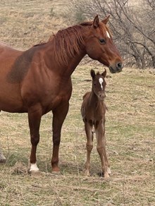 FILLY 1
