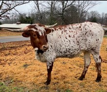 WF Rodeo Span