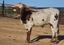 Cut'N Dried X SDR Spicey Bull