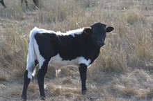 THCC Blackjack