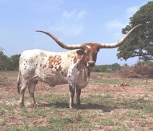 RJF COWBOY'S STARLET