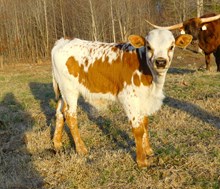 Stepn Bull Calf