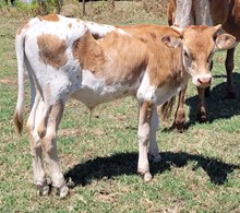 Suzies 2026 bullcalf