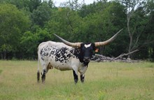 RIVERFORK BLACKEYED SUZY
