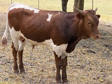 Rebellion Bull Calf