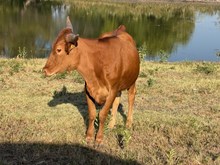 Sweet Rebellion Heifer Calf