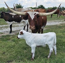 Sweetwater 2026 Bull Calf