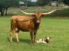 TEXANA TAX CUT