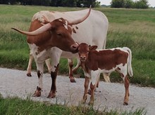 Tempter 2024 Heifer