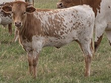 Tempter 2025 Heifer