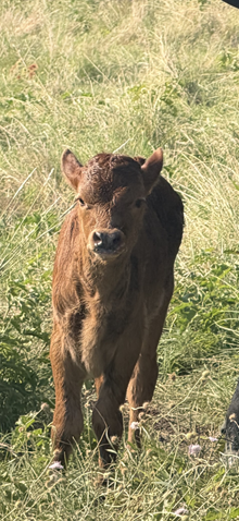 26 Heifer HL Texan at Heart