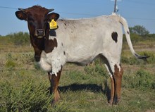 CBF Texianna
