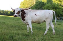 RTG Texas Panda