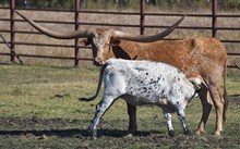 JSK Thriller x High Plains Drifter